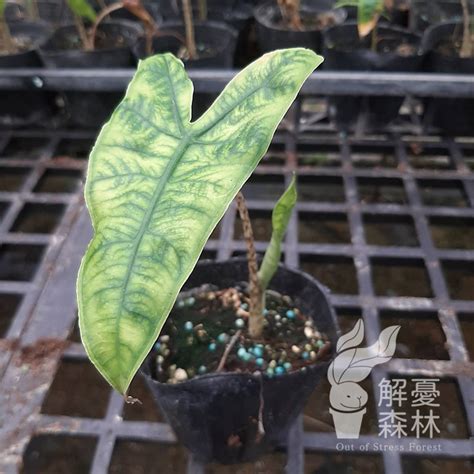 斑馬觀音蓮|網紋斑馬觀音蓮：植物界的藝術品 – 植物盆栽綠寶典